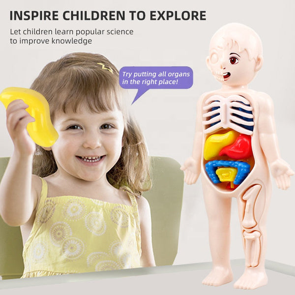 3D Human Body Organ model Toy