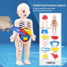 3D Human Body Organ model Toy