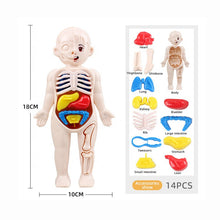 3D Human Body Organ model Toy