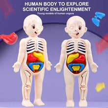 3D Human Body Organ model Toy