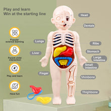 3D Human Body Organ model Toy