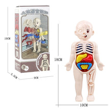 3D Human Body Organ model Toy